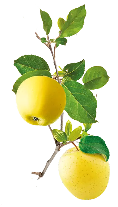 josephine branchepomme